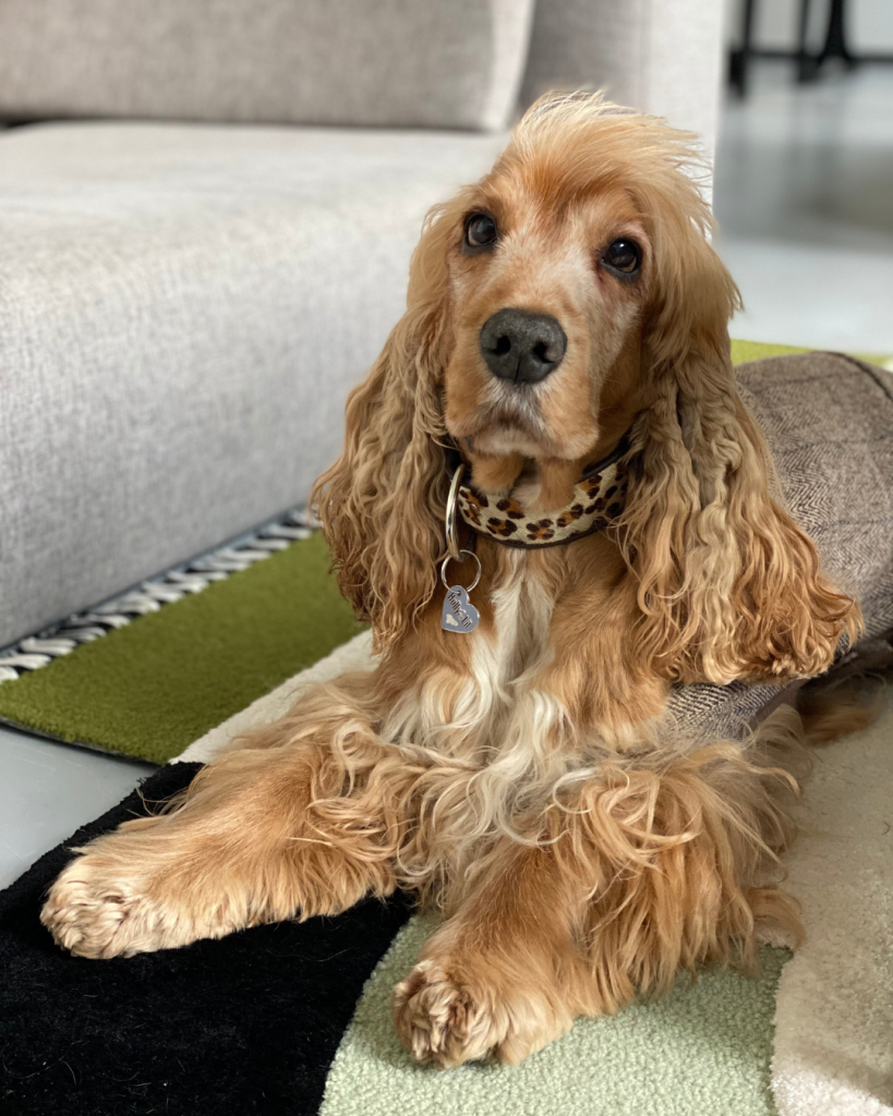 Cute Dog On A Contemporary Living Room!