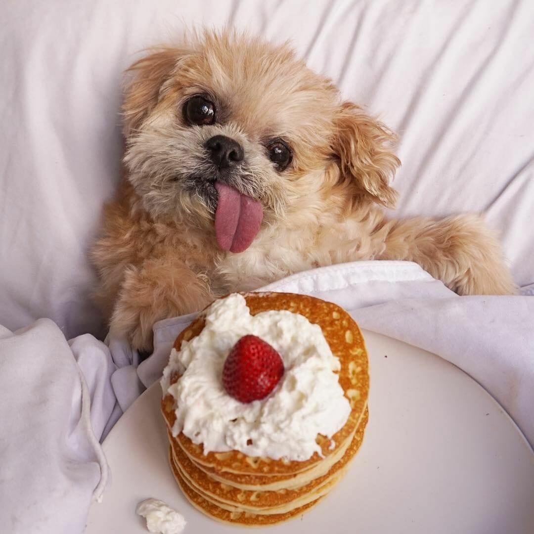 Get to Know The Most Famous Pets of Instagram - Top 20 Pet Influencers